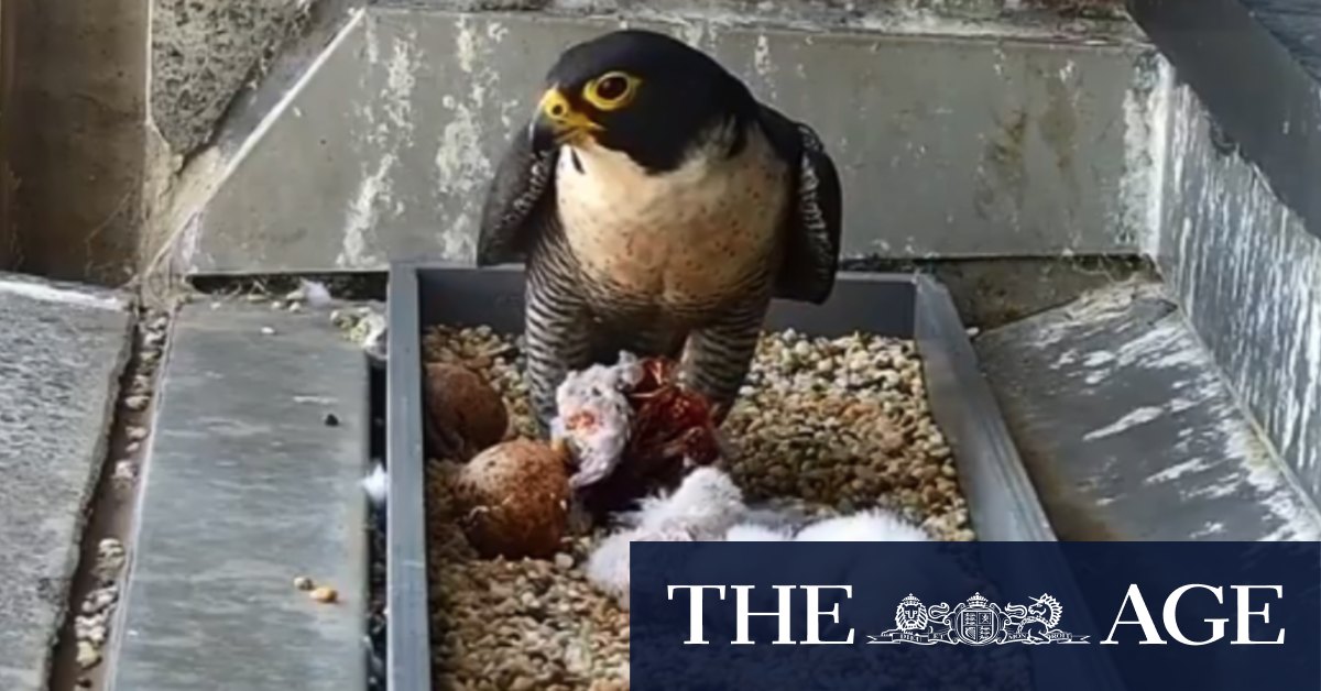 Collins Street peregrine falcons hatch live on camera atop Melbourne CBD building