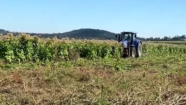 The illegal tobacco crop being destroyed.