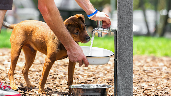Encouraging dogs to drink water is essential on hot summer days.