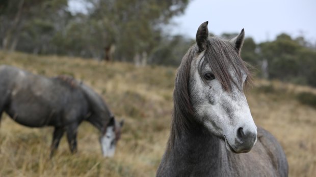 Brumbies pictured on John Barilaro MP's website with the caption, "Brumbies Bill to protect iconic Kosciuszko wild horses".