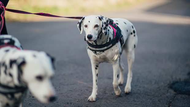 Regular exercise can maintain your dog’s blood flow and joint fluid production. 