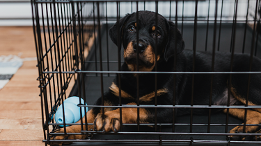 The Behavioural Hack Dog Owners Are Swearing By