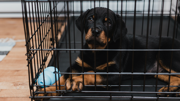 There are many benefits to crate training.