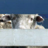 Treatment of Australian sheep in Jordan under investigation