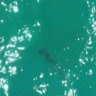 ‘I have seen them literally off the shoreline’: NSW shark sightings rise