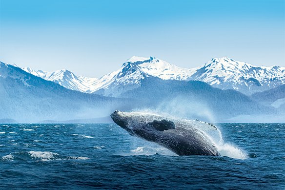 Breathtaking wildlife views like that of a breaching humpback, prove that Alaska’s grand scale and vivid sights elevate your slow travel journey. 