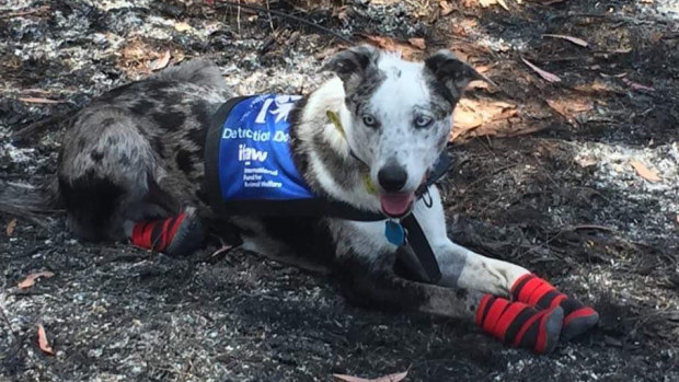 Bear, the koala-detection dog, wearing his protective socks on the scorched earth at Cooroibah last week.