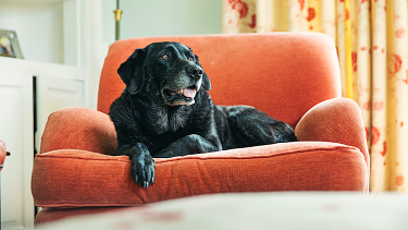 With your care and support your senior dog can continue to live a full, rewarding life. 