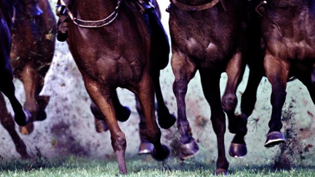   Under the spotlight ... the horseracing industry is confronting the mistreatment of horses.