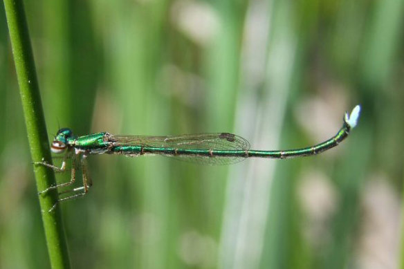 The endangered ancient greenling damselfly at Discovery Bay Coastal Park, in south-west Victoria, in 2009.
