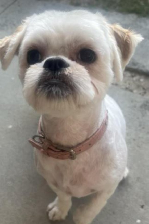 Millie the Maltese shih tzu.