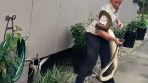 BME Electrical Services electrician Brydie Maro removing a scrub python from under a home in north Queensland.