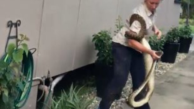 BME Electrical Services electrician Brydie Maro removing a scrub python from under a home in north Queensland.