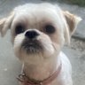 Millie the Maltese shih tzu.