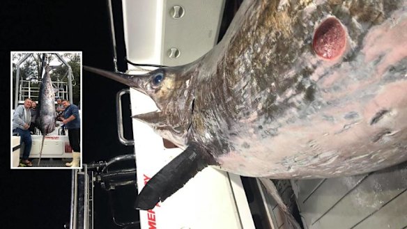 Weighing in at 436.2kg, the fish came second only to a swordfish caught in Chile in 1953 which weighed 536.1kg.