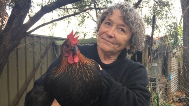 Joanna Pickford with her hen Goosie Loosie at her home in East Richmond. PFAS contamination has been found in all three of her chickens' eggs. 