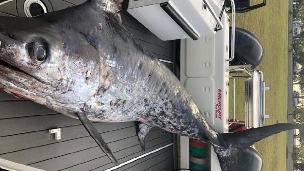 It took angler Mitch Ryan one hour and 50 minutes to reel the monster fish in. 