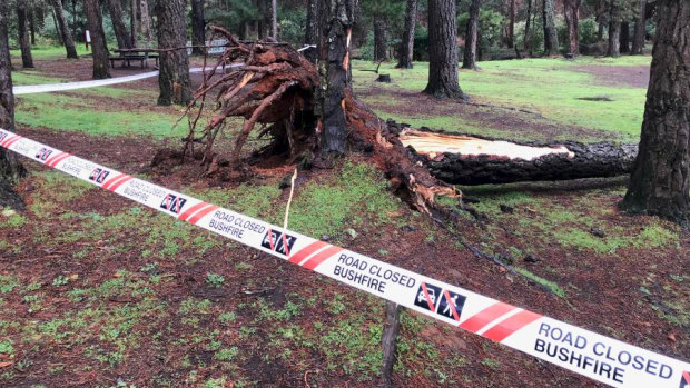The tree which crushed the family's tent