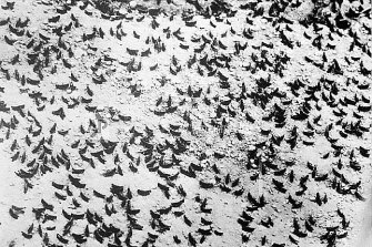 Grasshoppers cross the Murray Valley Highway in search of food in 1934.