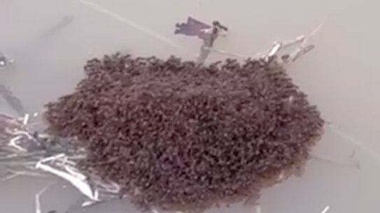 Fire ants rafting in Queensland floodwaters following Cyclone Alfred.