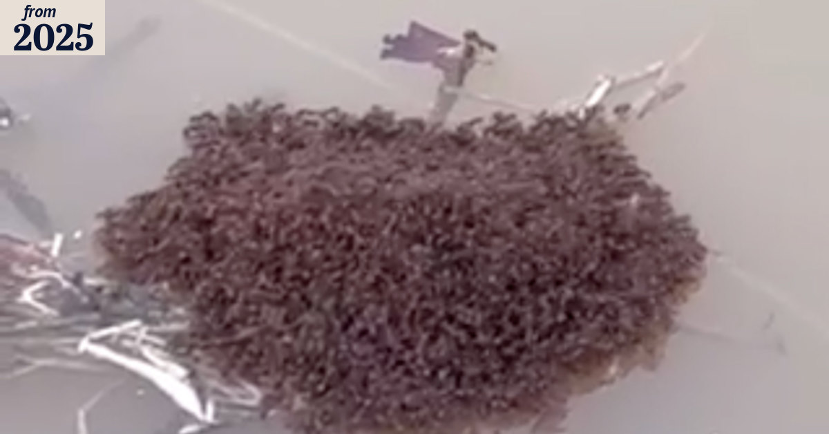 Fire ants Australia: Cyclone Alfred floods used for rafts by invasive pests