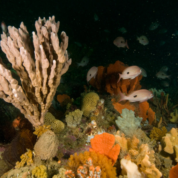 Invertebrate richness at the Beware Reef Marine Sanctuary. 