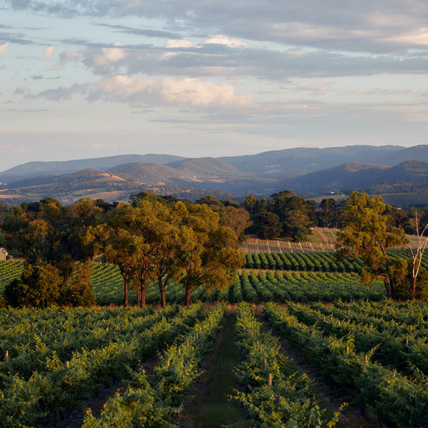 Top-ranking Yarra Yering is known for its cabernet and shiraz varietals and blends, but especially its Dry Red Wine No. 1.