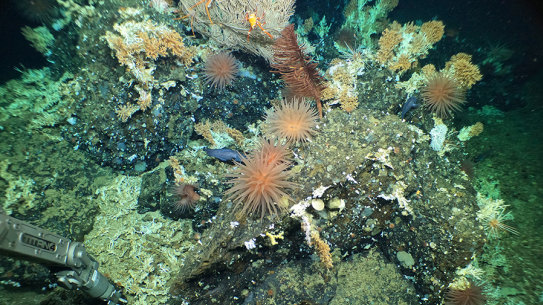 HOV Alvin’s manipulator arm collects samples from rocky outcrop at the crest of a ridge in the Galápagos Islands, populated by cold water corals, squat lobsters, anemones, basket stars and deep-sea fish and only recently discovered.