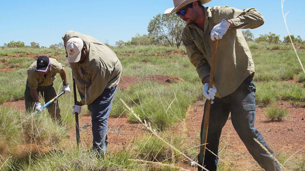 Indigenous science in spotlight as desert grass leads to biotech breakthrough