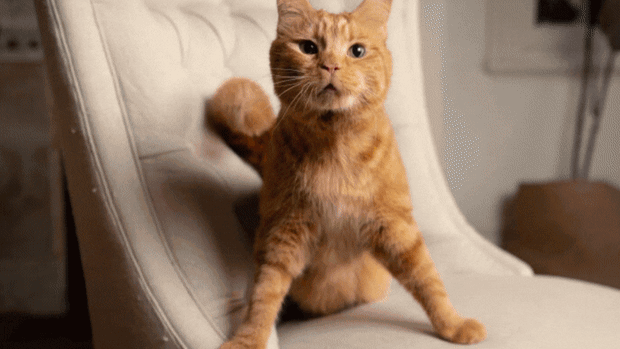 How a ‘demanding cat’ called Phineas became a cult influencer – with merch