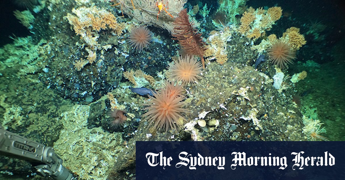 Galapagos Island find: Pristine coral reef discovered in Ecuador - Vimarsana News