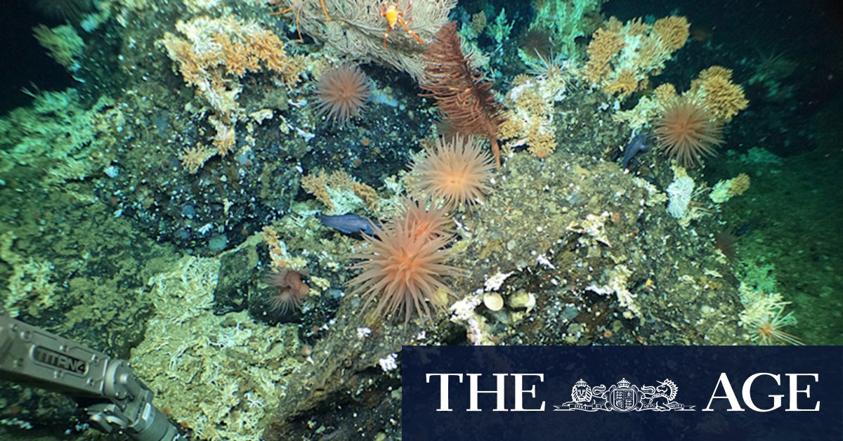 Galapagos Island find: Pristine reef discovered in Ecuador - Vimarsana News