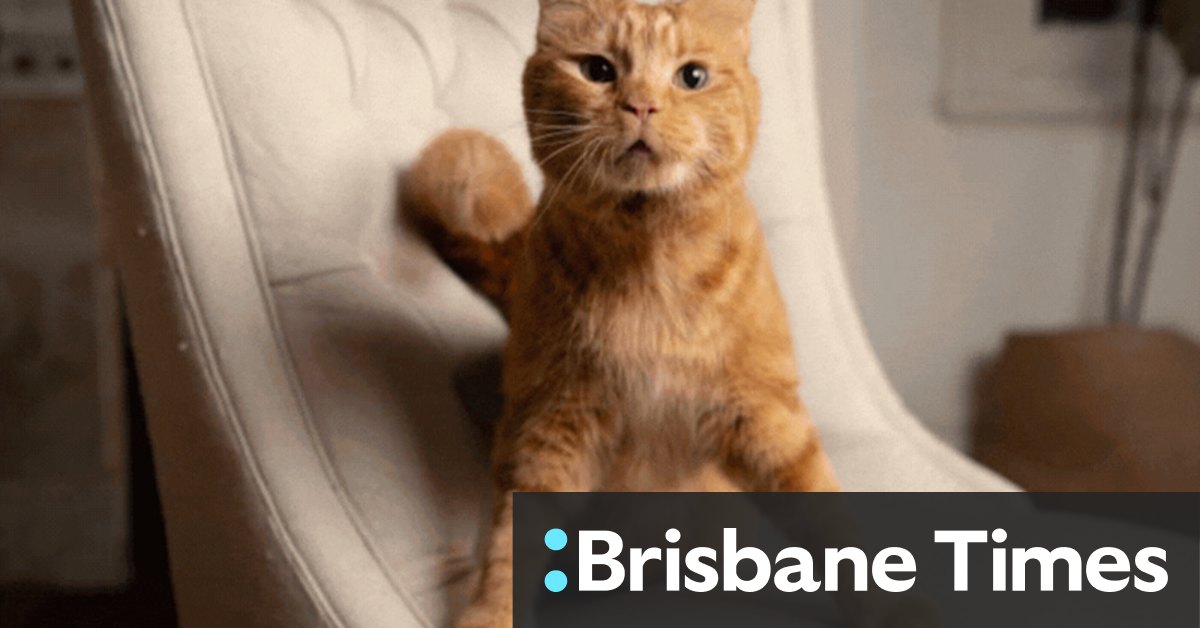 Phineas the cat influencer with a degenerative brain disorder - Vimarsana News
