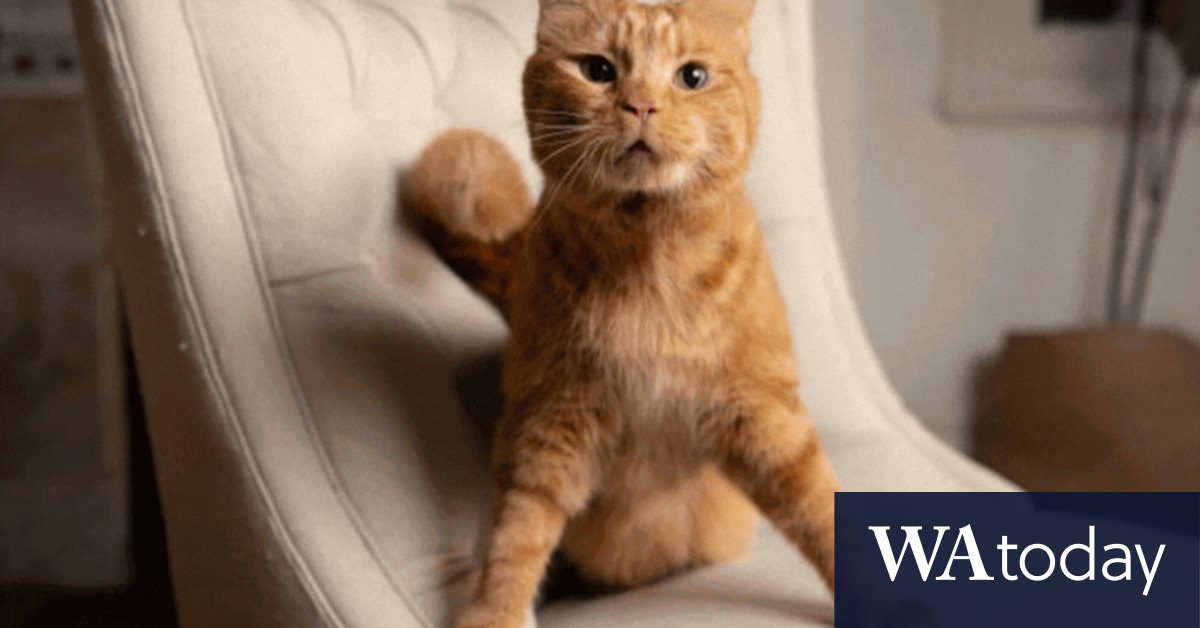 Phineas the cat influencer with a congenital brain disorder - Vimarsana News