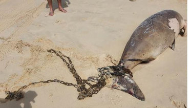 A Department of Agriculture and Fisheries spokesperson said the dugong was found by a shark control program contractor during routine equipment servicing.