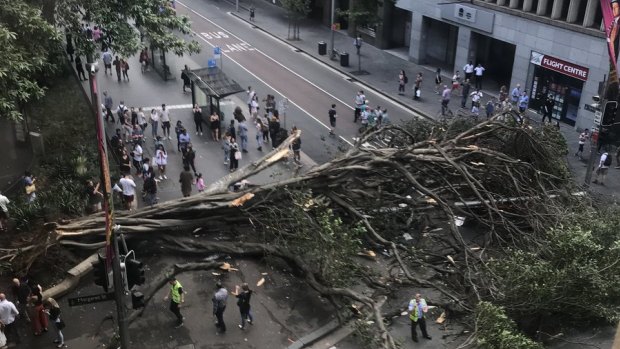 The tree on York Street.