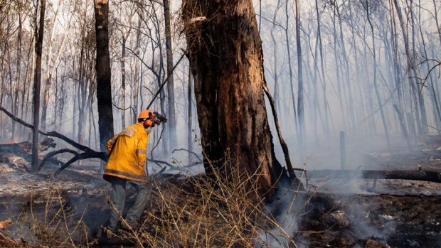  The Pechey bushfire, north-east of Toowoomba, which has claimed four homes at nearby Ravensbourne.