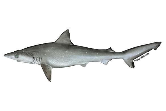 A sharpnose shark with small, narrow body and pointy snout. 