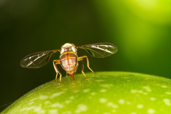 Queensland fruit flies are a pest, laying up to 1000 eggs at a time on almost every type of fruit.