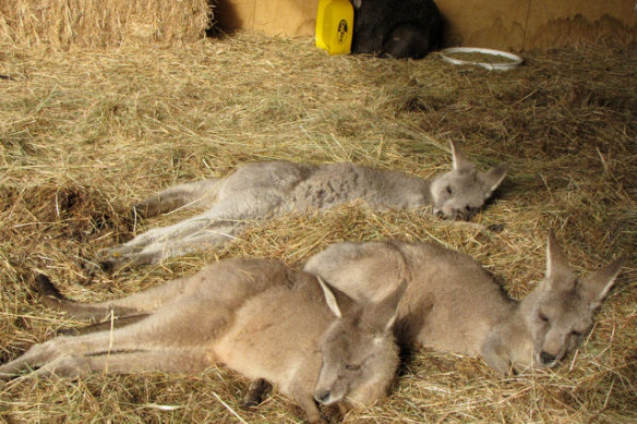 A small mob of eastern grey kangaroos and a wombat that Ken Henry and his family rescued as joeys. They are in a pre-release site on the family’s former property near Canberra.