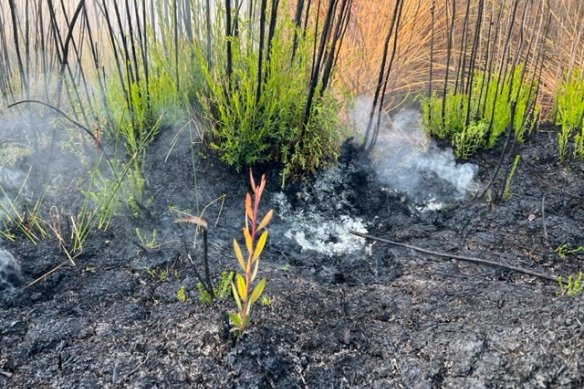 Peatlands can continue to smoulder for months.