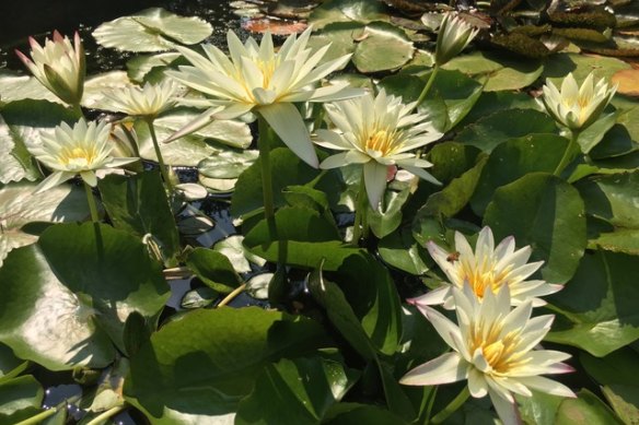 Nymphaea White Delight at Austal Watergardens.