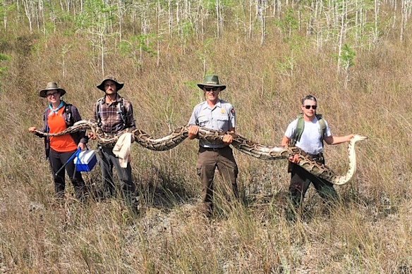 Grande Python birmanês, que se afastou da Flórida Everglades.