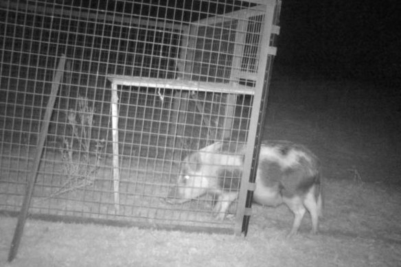 Protecting pristine areas from feral pigs could involve a mix of controls, including traps.