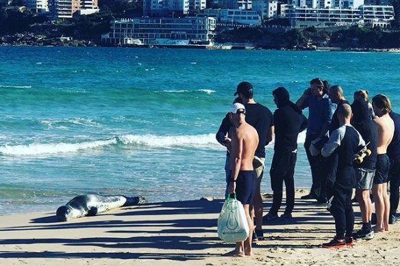 A crowd gathers to observe the rare appearance of a leopard seal at Bondi Beach.
