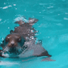 The 14 kilogram pup is learning to swim and hold its breath.