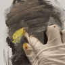 Loribelle Spirovski paints with her fingers.