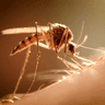 The colours you should avoid wearing if you’re a mosquito magnet