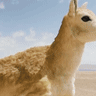 Robotic antelope