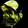 leaves illustration for Knott